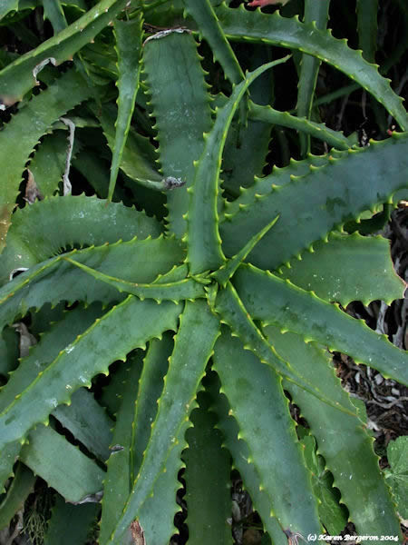 aloe vera plant picture