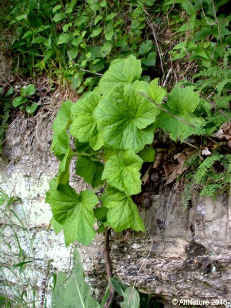 Alum Root Leaves in spring