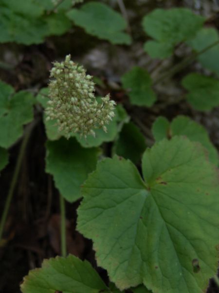 close up picture of Alum root flower blooming in June 