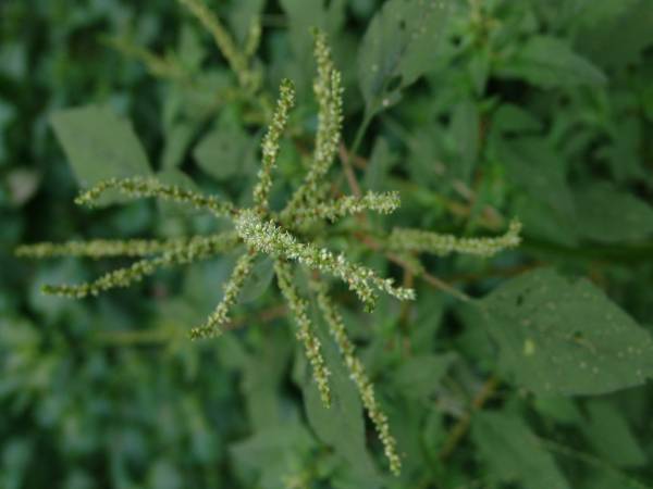 picture of pigweed plant