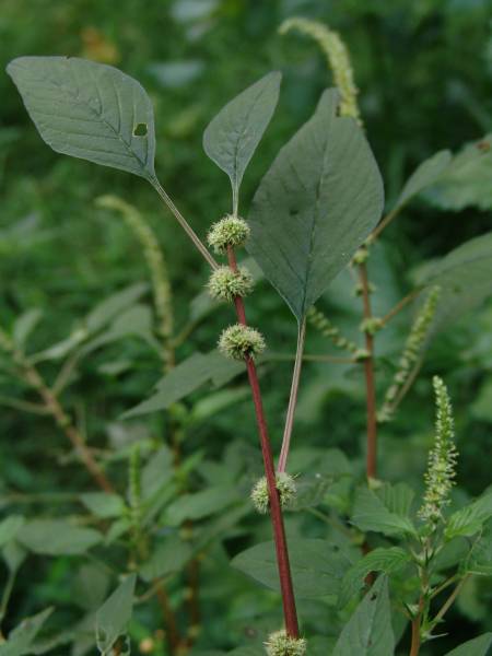 picture of pigweed plant