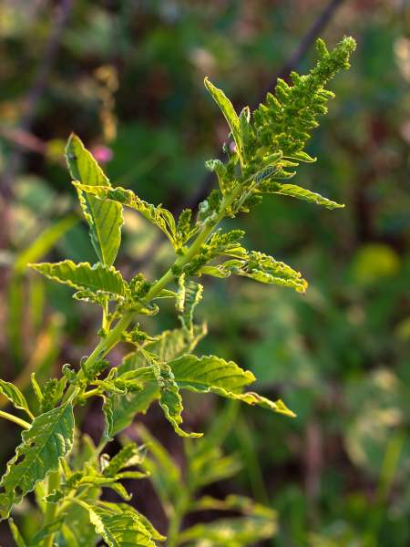 picture of pigweed plant