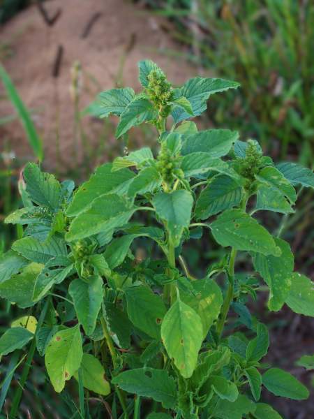 picture of pigweed plant