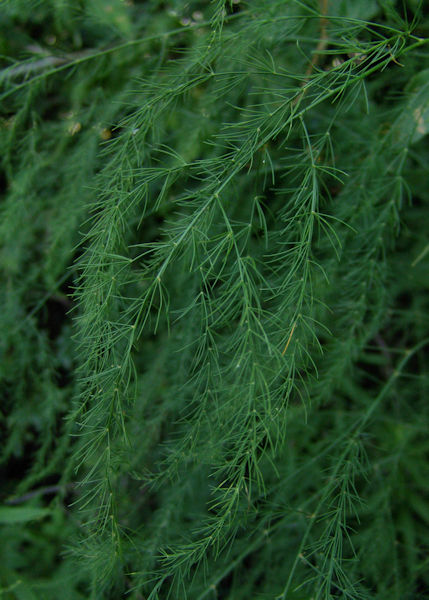 wild Asparagus plant growing along railroad tracks in Illinois