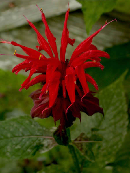 Red Bee Balm Flower picture 2