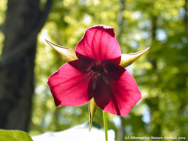 red trillium flower, birthroot, red flower with three petals