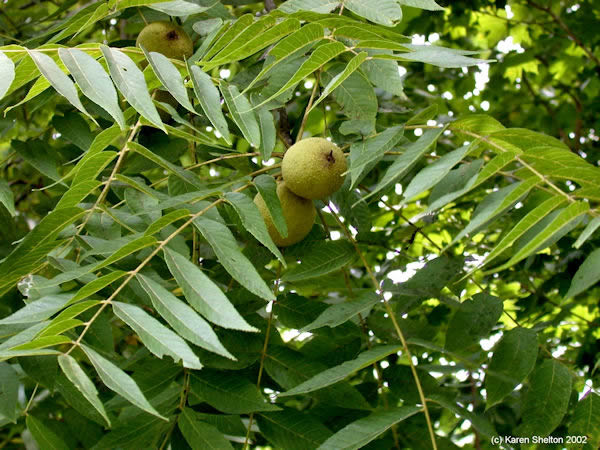black walnut juglans nigra tree picture 
