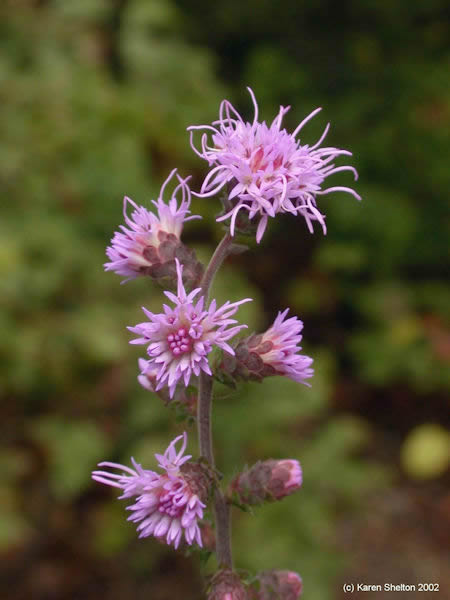 rough blazing star liatris aspera picture wildflower with herbal uses