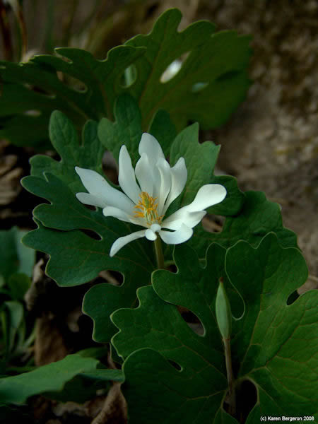 Bloodroot herb flower, white spring wildflower