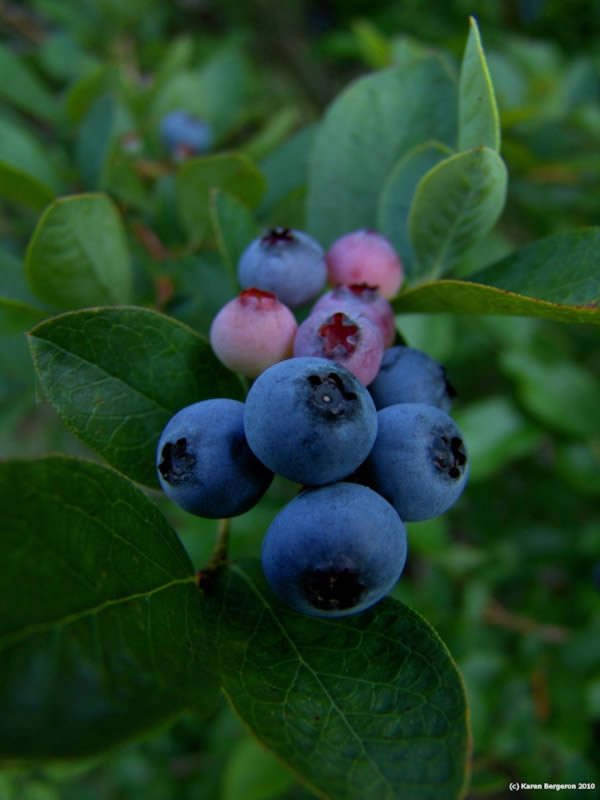 blueberry fruit picture growing on bush