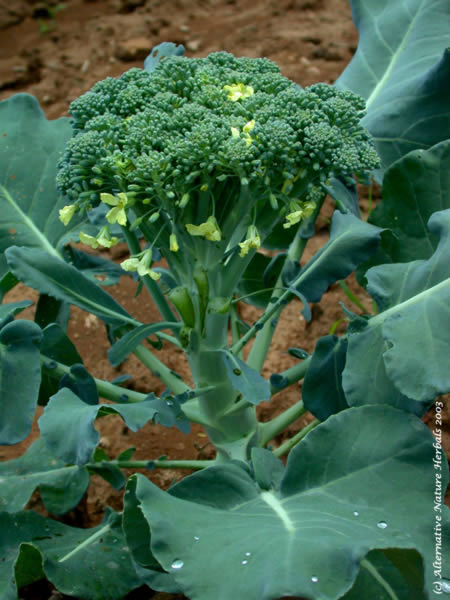 broccoli brassica oleracea nutritional plant high in antioxidants