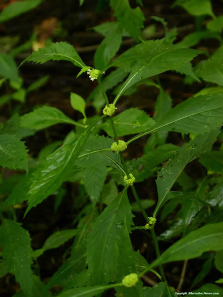 bugleweed picture herb lycopus virginica picture