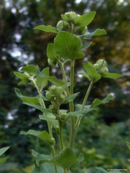 Burdock Herb Plant picture