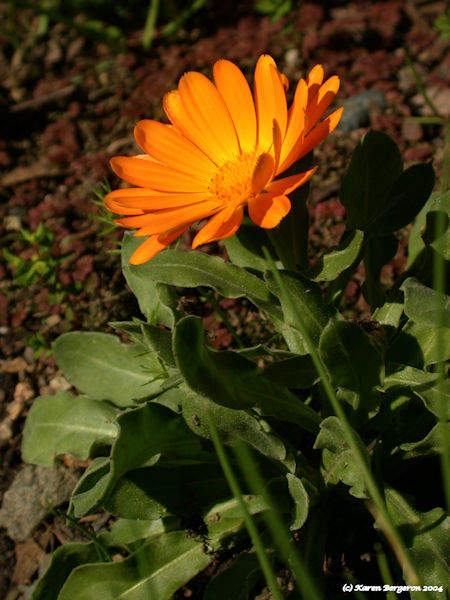 Calendula Marigold Herb Flower picture