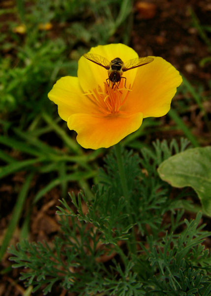 California Poppy herb flower with bee
