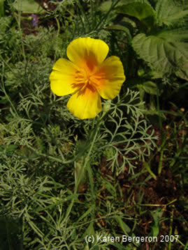 california poppy flower growing in herb garden