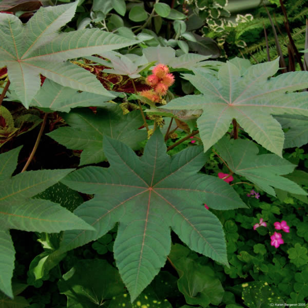 Castor Plant picture