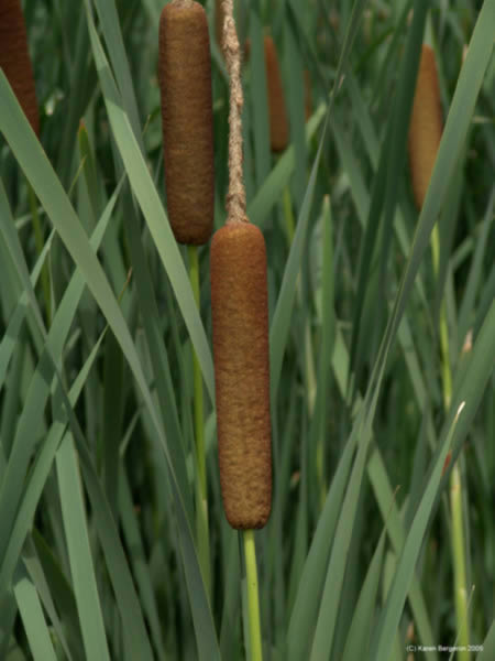 Cattail Picture