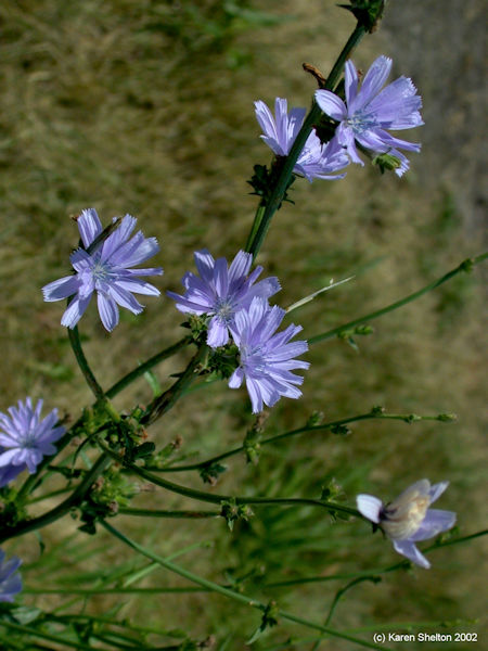 chicory wildflower in field
