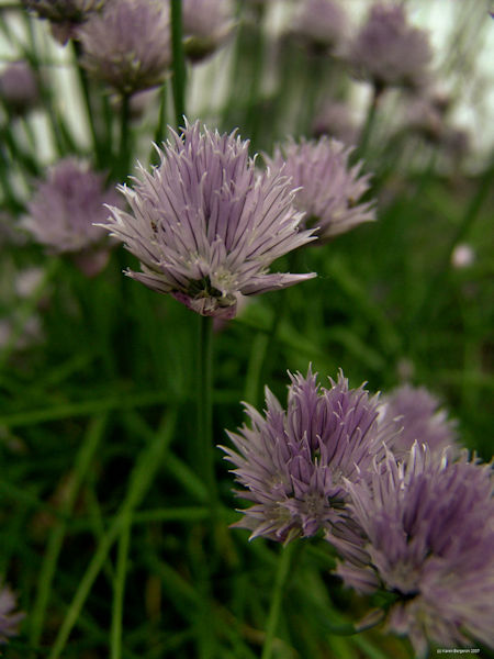 Chives herb picture pink chive flowers