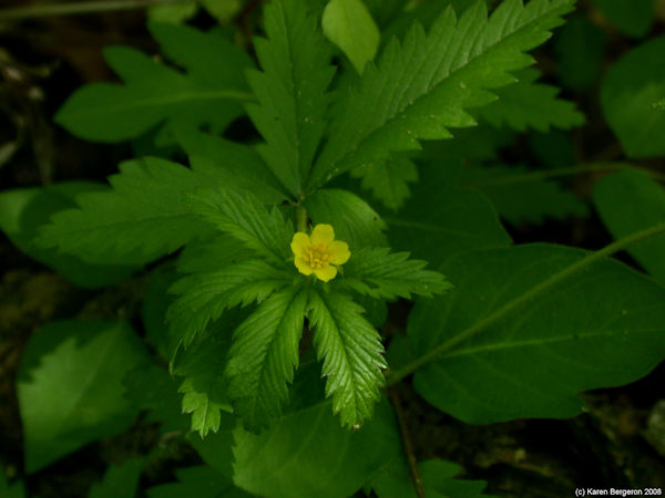 Cinquefoil, Potentilla Simplex herb picture