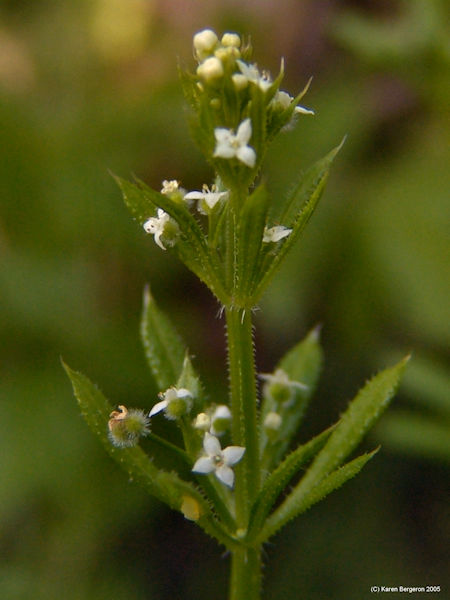 a picture of the Cleavers plant flowering, smalle white flowers with 4 petals