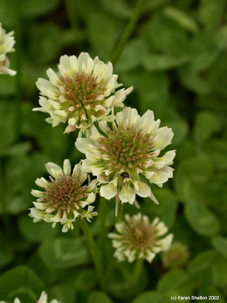 White Clover Trifolium repens herb picture