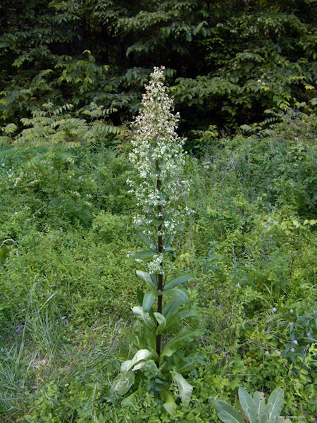 Wild Columbo Plant Picture