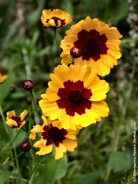 Coreopsis Tinctora herb picture used for dye