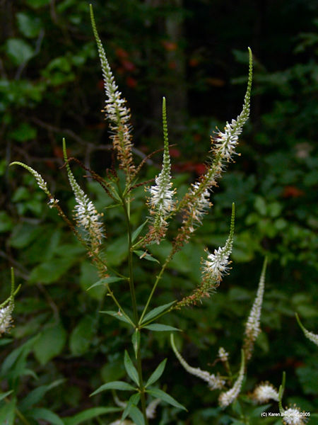 Culver's root white flower spikes on tall stems with whorled leaves