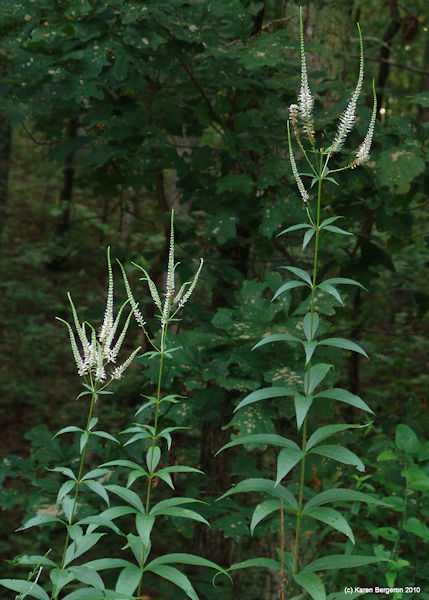 Culver's root herb plant