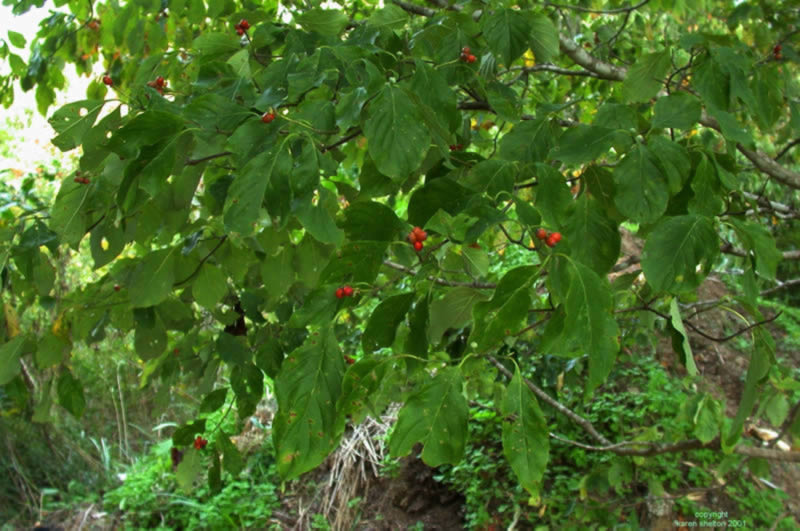 Dogwood tree berries Cornus floridus picture