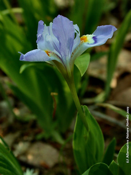 dwarf crested iris wildflower picture