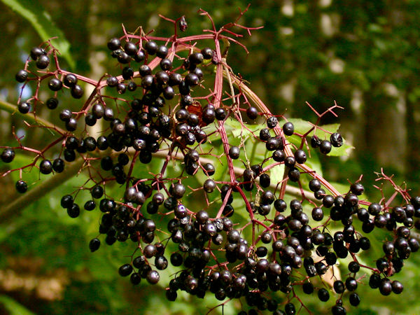 Elderberry branch with ripe elderberries picture