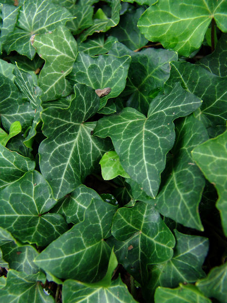 English Ivy leaves closeup picture