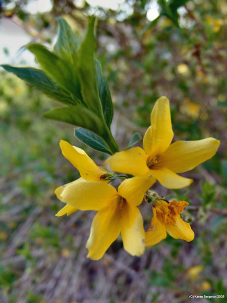Forsythia sespensa shrub picture herb picture