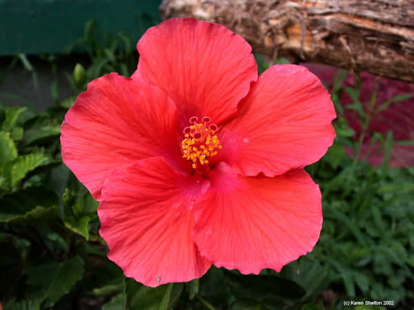 Garden Hibiscus rosa-sinensis flower picture