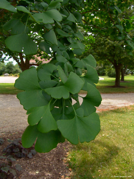 ginkgo biloba tree herb picture