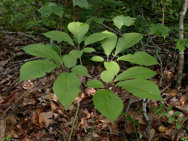 Four prong ginseng plant picture