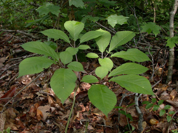 Panax Quinquefolius wild american ginseng plant picture