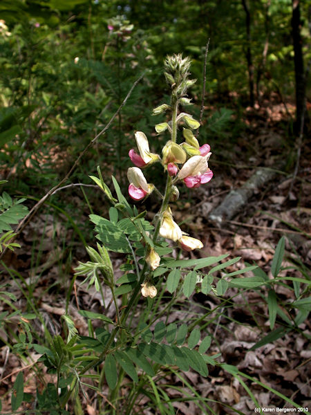 goat's rue picture