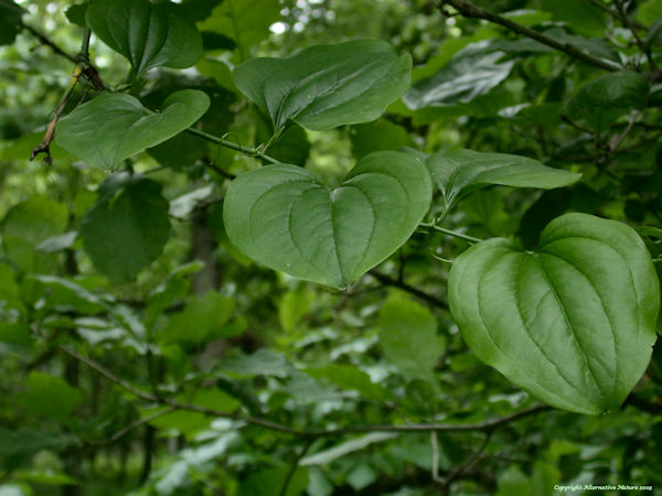 green brier Smilax rotundifolia plant picture