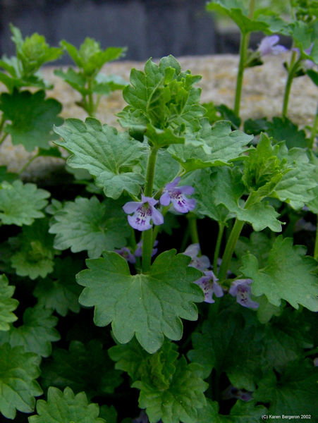 ground ivy Glechoma hederacea weed picture