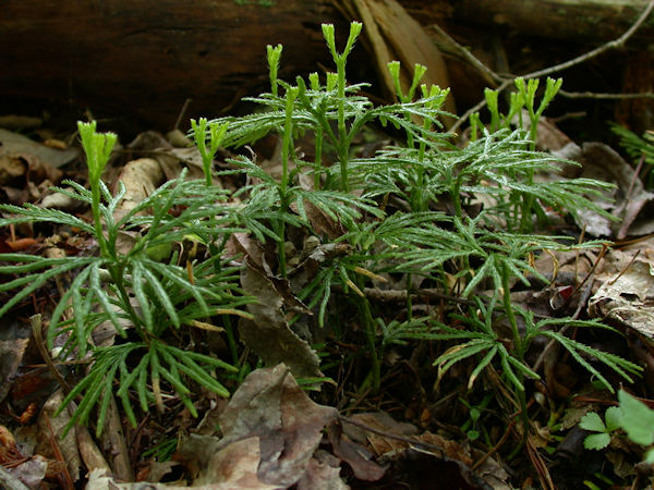 ground pine Lycopodium clavatum herb picture