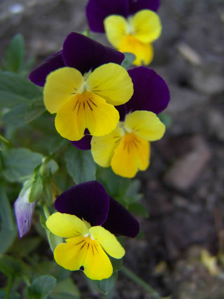 johnny jump up flower viola tricolor picture