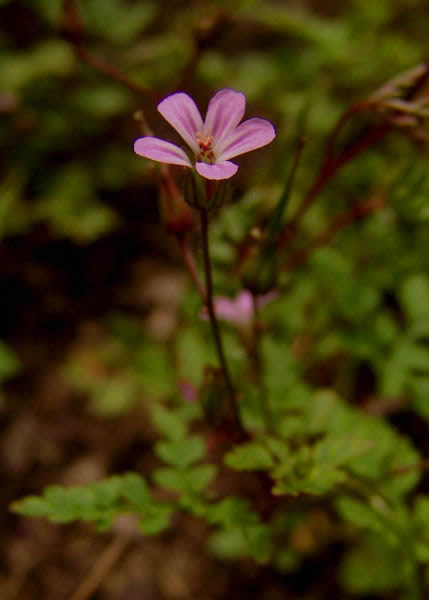 herb robert Geranium robertianum picture