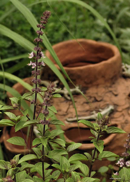 Holy Basil herb picture