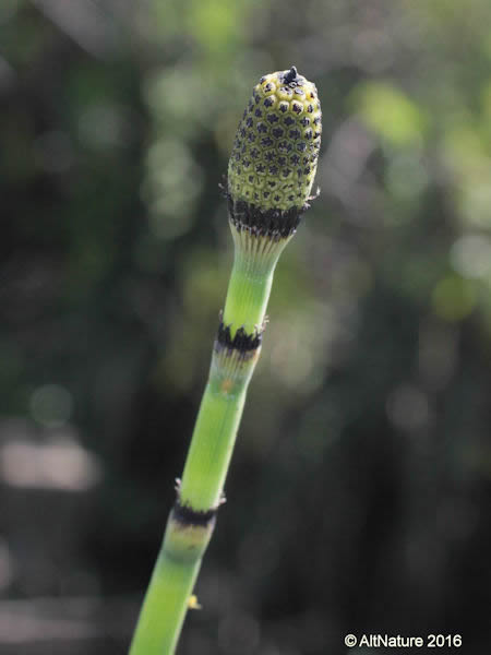 horsetail herb Equisetum japonica picture