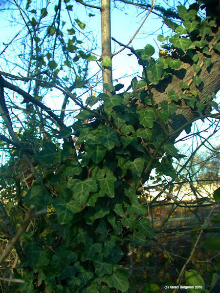 English Ivy vine growing up a tree picture