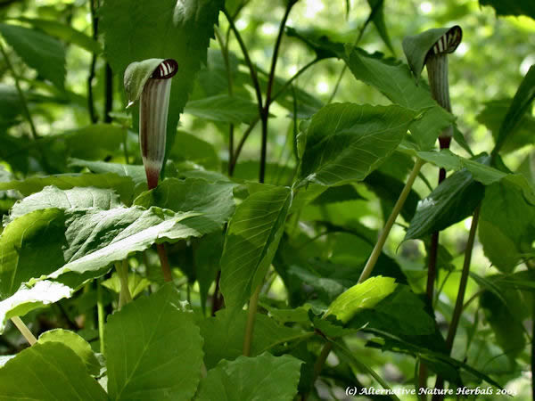 Jack in the Pulpit, Indian Turnip Arisaema triphyllumfleur photo, feuilles et fleurs à trois parties contenues dans un spadice qui est recouvert d'un capuchon